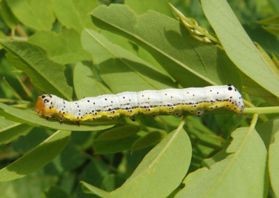 11063 - Pyrrhia cilisca; Bordered Sallow caterpillar