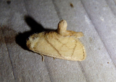 4667 - Apoda y-inversum; Inverted Y Slug Moth