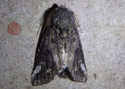 7983 - Heterocampa obliqua; Oblique Heterocampa; male