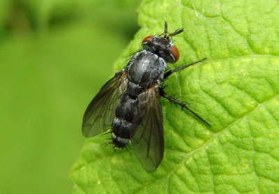 Tachinidae Tachinid Fly species