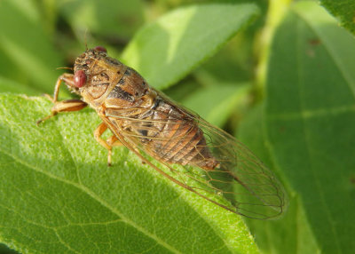 Cicadetta calliope; Small Grass Cicada species