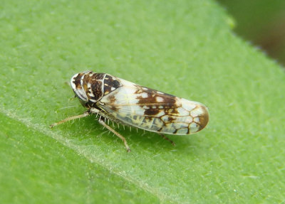 Mesamia nigridorsum; Leafhopper species