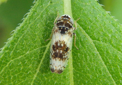 Mesamia nigridorsum; Leafhopper species