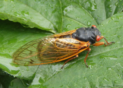 Magicicada cassini; Cassini Periodical Cicada