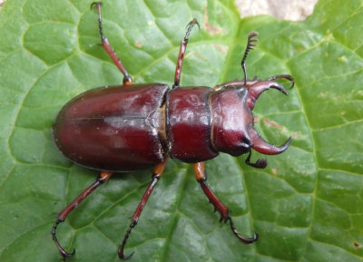 Lucanus capreolus; Reddish-brown Stag Beetle; male