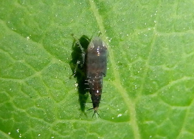 Scaphoideus Leafhopper species nymph
