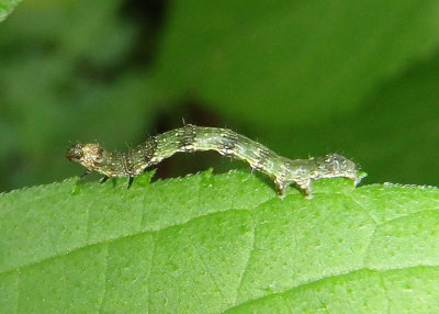 9085-9166 - Acontiinae Owlet Moth species caterpillar