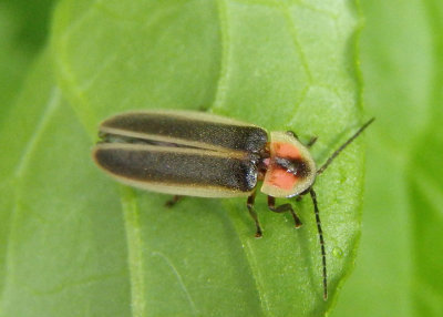 Photinus pyralis; Big Dipper Firefly