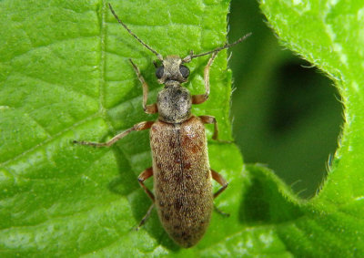 Stereopalpus vestitus; Antlike Flower Beetle species