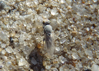 Tethina albula; Fly species