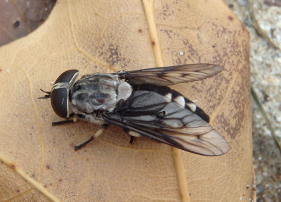 Tabanus trimaculatus; Horse Fly species; female