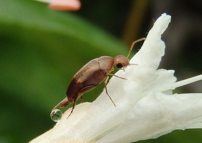 Mordellistena Tumbling Flower Beetle species