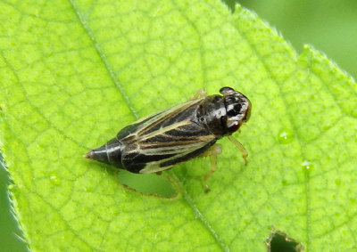 Evacanthus nigramericanus; Leafhopper species