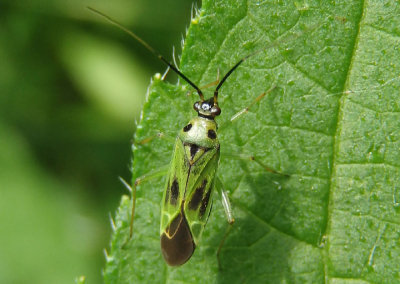 Ilnacora malina; Plant Bug species
