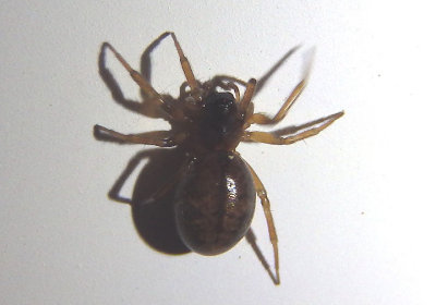 Grammonota Dwarf Spider species