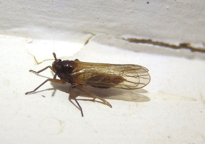 Penepissonotus bicolor; Delphacid Planthopper species