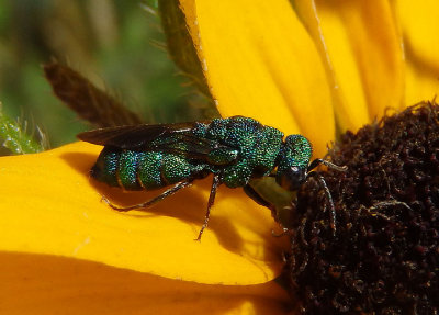 Parnopes Cuckoo Wasp species; male