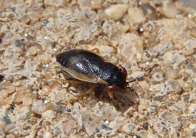 Geocoris limbatus; Big-eyed Bug species