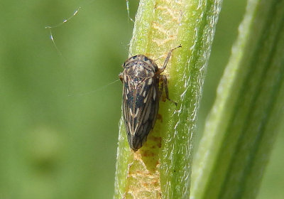 Ceratagallia Leafhopper species