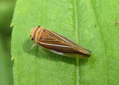 Idiodonus kennecottii; Leafhopper species