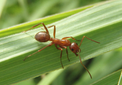 Formica incerta; Ant species