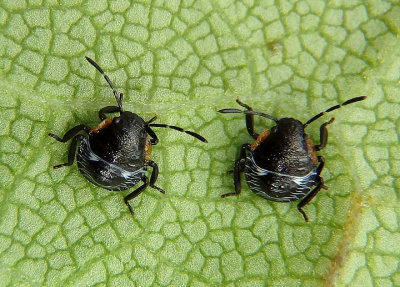 Chinavia hilaris; Green Stink Bug nymphs