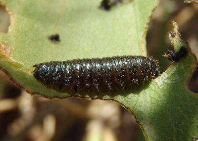 Trirhabda Skeletonizing Leaf Beetle species larva 