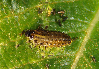 Chrysomelidae Leaf Beetle species larva 