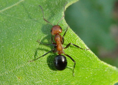 Formicinae Ant species 