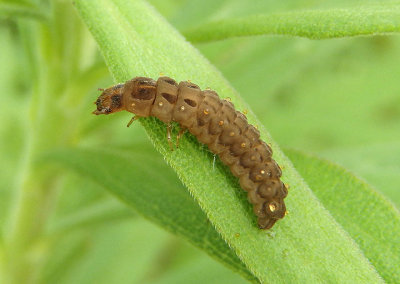 Cantharidae Soldier Beetle species larva