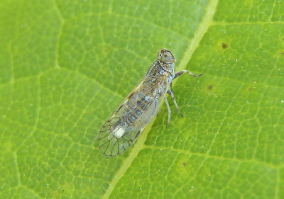 Oecleus Cixiid Planthopper species