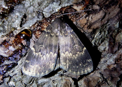 8334 - Idia lubricalis; Glossy Black Idia