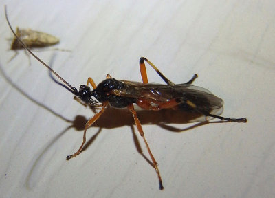 Aleiodes terminalis; Mummy-Wasp species