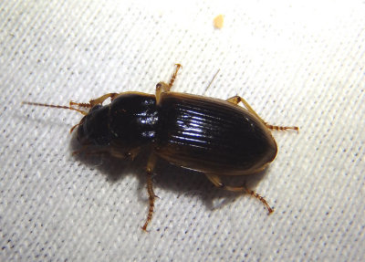 Anisodactylus discoideus; Ground Beetle species