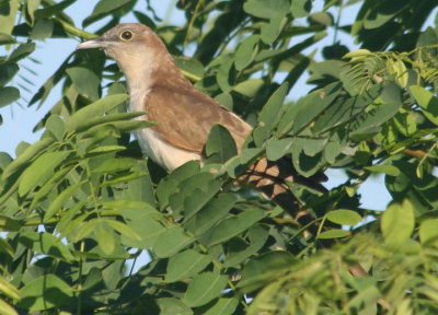 Black-billed Cuckoo; immature