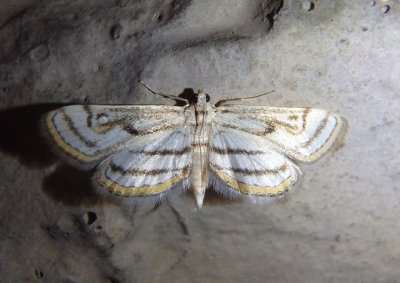 4761 - Parapoynx badiusalis; Chestnut-marked Pondweed Moth