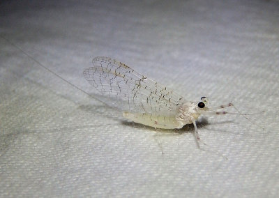 Maccaffertium Flatheaded Mayfly species; female