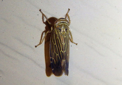 Pasaremus concentricus; Leafhopper species