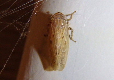 Polyamia Leafhopper species