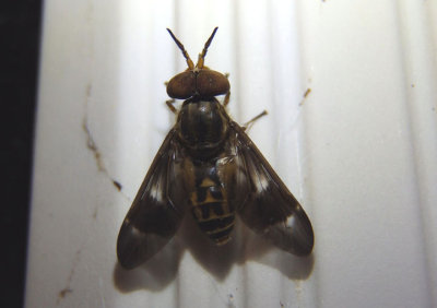 Chrysops brunneus; Deer Fly species; male