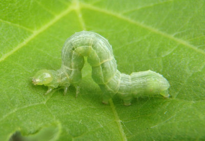 8887 - Trichoplusia ni; Cabbage Looper Caterpillar