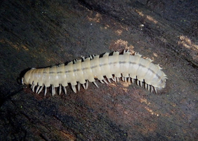 Apheloria virginiensis; Flat-backed Millipede species; freshly molted