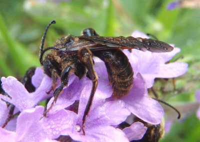 Dieunomia heteropoda; Sweat Bee species