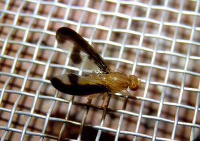 Toxonevra superba; Flutter Fly species 