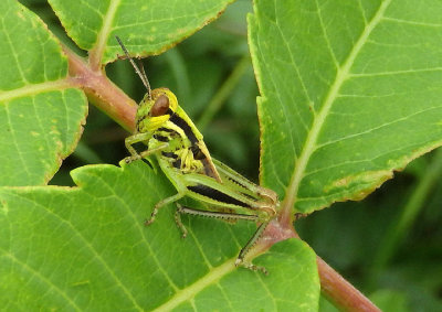 Melanoplus bivittatus; Two-Striped Grasshopper nymph 