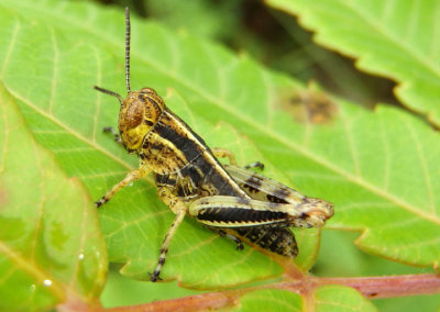 Melanoplus bivittatus; Two-Striped Grasshopper nymph