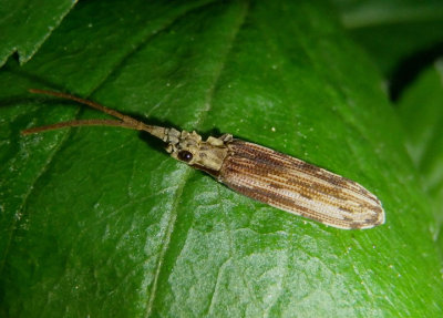 Tenomerga cinerea; Reticulated Beetle species