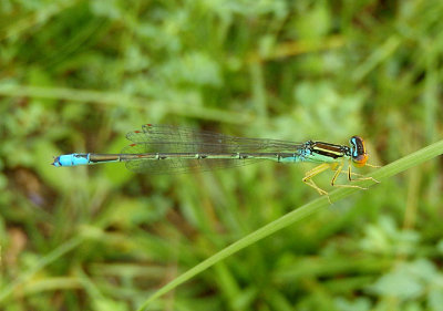 Enallagma antennatum; Rainbow Bluet; male