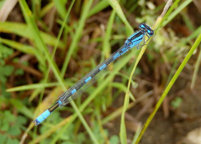 Enallagma carunculatum; Tule Bluet; male