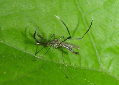 Psorophora ferox; Mosquito species; male